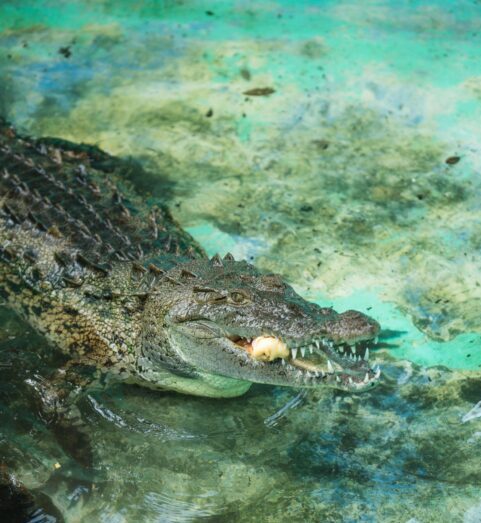 Image: cristian rojas on pexels.com